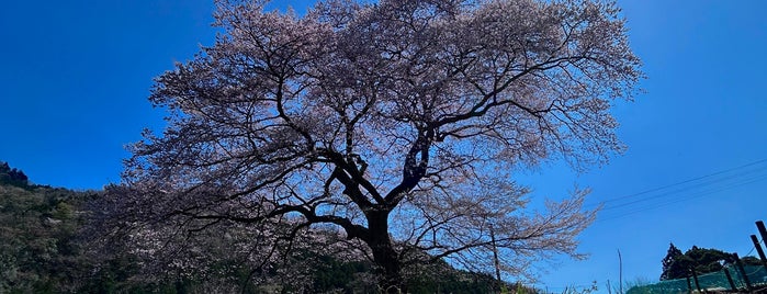 牛代のみずめ桜 is one of Sakura.