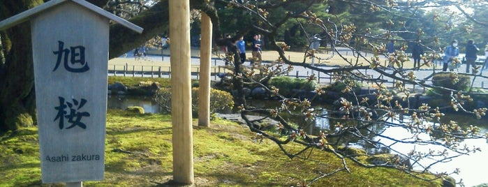 兼六園 旭桜 is one of 兼六園(Kenroku-en Garden).