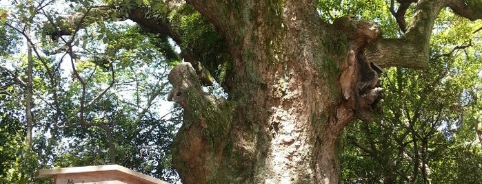 熱田神宮 大楠 is one of Lieux qui ont plu à Hiroshi.