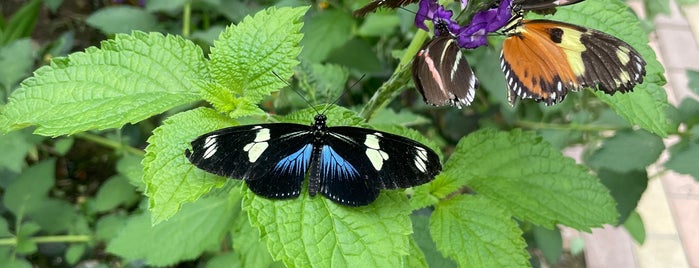 Mariposario Mindo is one of สถานที่ที่บันทึกไว้ของ Andrea.