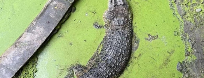 Davao Crocodile Park is one of Favorite Great Outdoors.