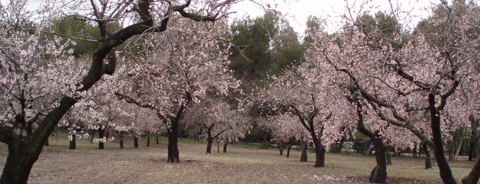 Parque Quinta de los Molinos is one of Jardines bonitos de Madrid.