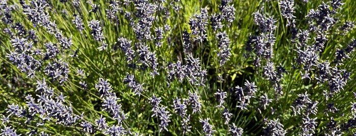 New Zealand Alpine Lavender Farm and Shop is one of Lieux qui ont plu à Tyler.