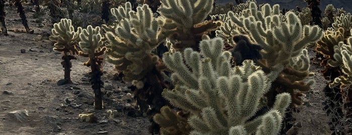 Cholla Cactus Garden is one of Palm Springs.