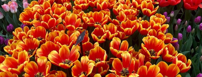 Keukenhof-The Tulips Garden, Holland is one of CBS Sunday Morning 5.