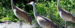 Mississippi Sandhill Crane National Wildlife Refuge is one of Things To Do & Places To See -- Gulf Coast.