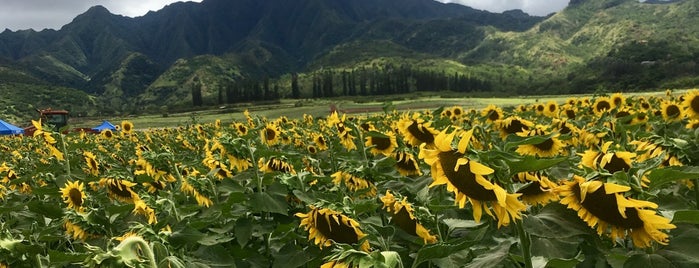 Sunflower Fields is one of Hawaii.