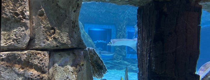 Manta Aquarium is one of My places..