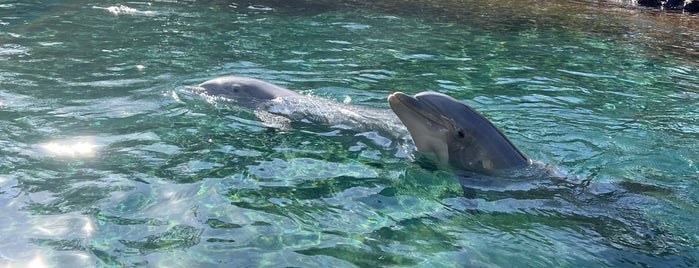 Dolphin Cove is one of Sea World.