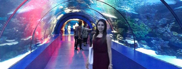 Antalya Aquarium is one of Yağmur'un Beğendiği Mekanlar.