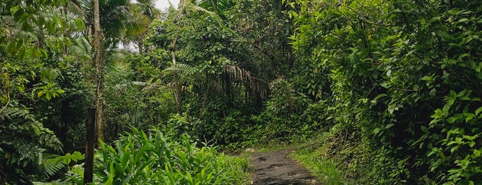 Pico El Yunque is one of Lugares favoritos de Rex.