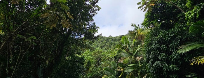 El Yunque National Forest is one of Puerto Rico.