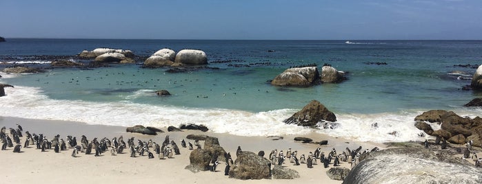 Boulders Beach Penguin Colony is one of Bird Endangered Species Conservation.