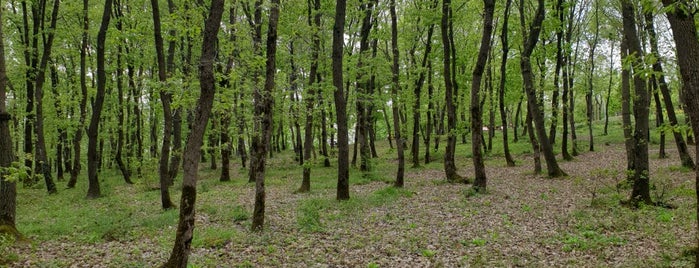 Çekmeköy Ormanları is one of Tempat yang Disukai Ahmet Sami.