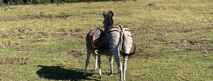 Knysna Elephant Park is one of Tips List.