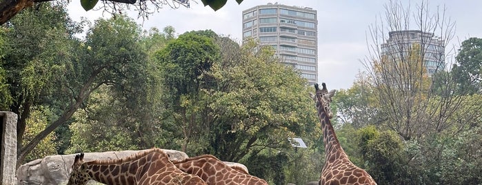 Serpentario del Zoológico de Chapultepec is one of Mexico.