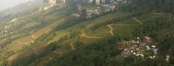 Happy Valley Tea Estate is one of Darjeeling.