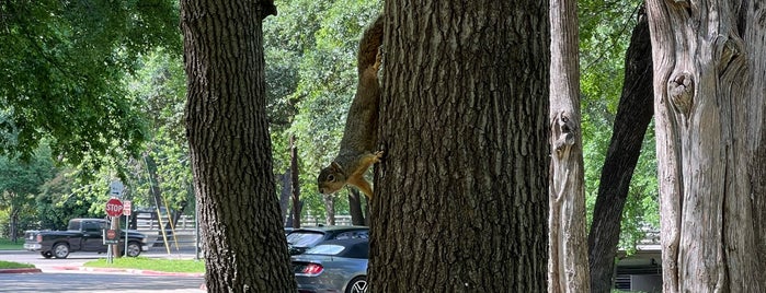 Turtle Creek Trail is one of dallas.