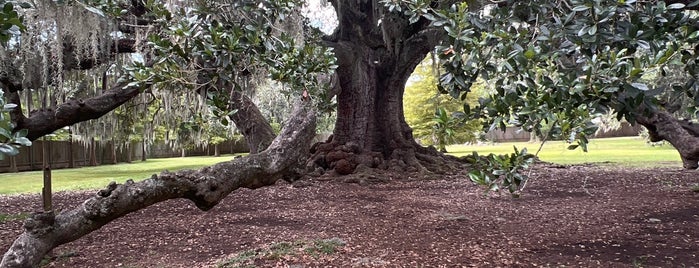 The Tree of Life is one of Bryan’s Liked Places.