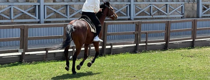 Ellite Horse Club is one of Baku to-do list.