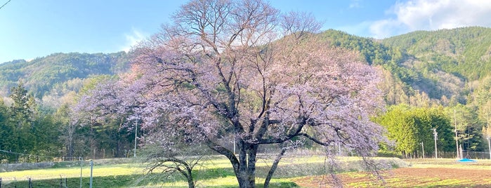 御所桜 is one of 浪合記巡り.