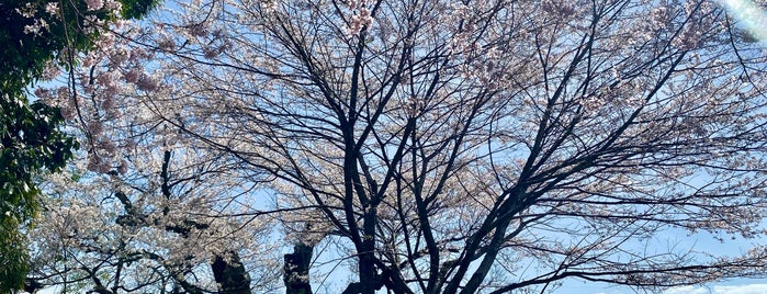 水城の獅子桜 is one of 長野③南信 伊那谷 木曽路.