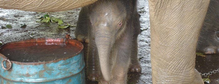 Pinnawala Elephant Orphanage is one of Trips / Sri Lanka.