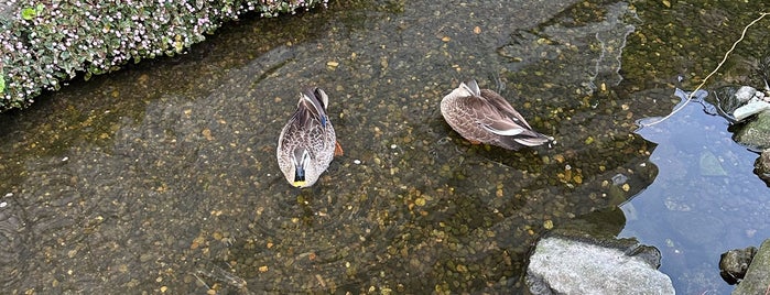 目黒川緑道 is one of 公園.