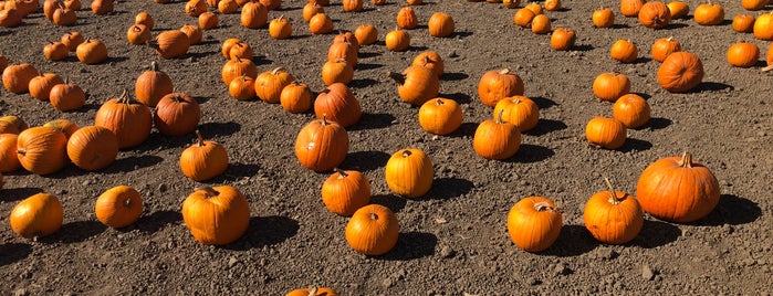 Perry's Pumpkin Patch is one of East Bay fun.