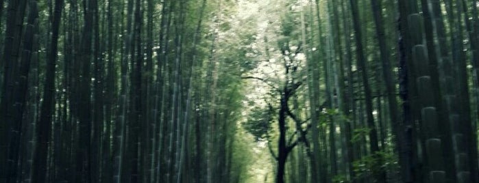 Arashiyama Bamboo Grove is one of Z.