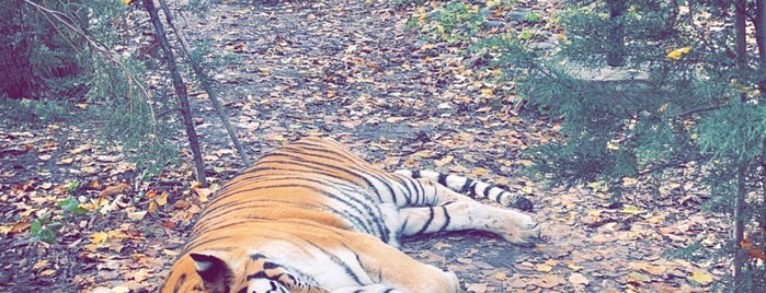 Grădina Zoologică is one of Ghid de București.