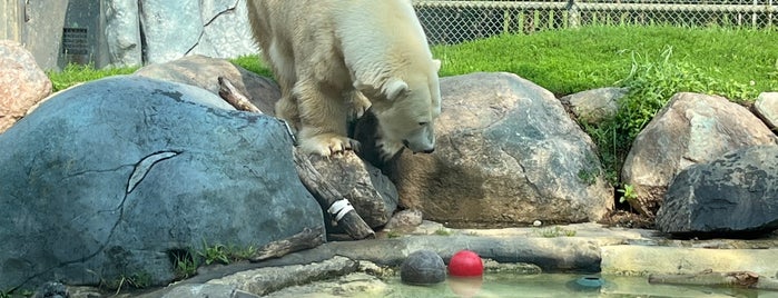 Polar Bear Exhibit is one of All-time favorites in Canada.