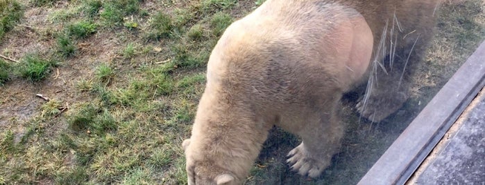 Bear Mountain at Denver Zoo is one of fun.