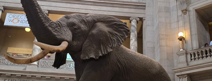 Henry The Elephant is one of Museums in Washington DC.
