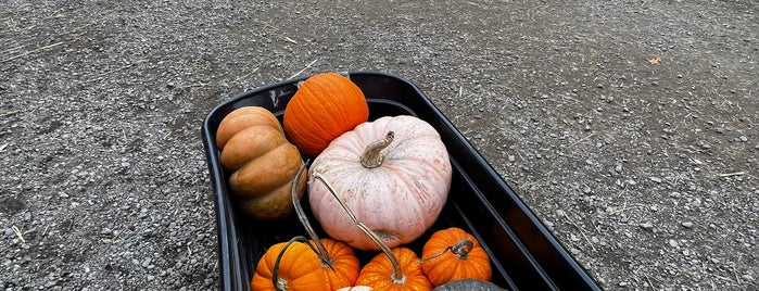 Clancy's Pumpkin Patch is one of Shopping & Gifts.