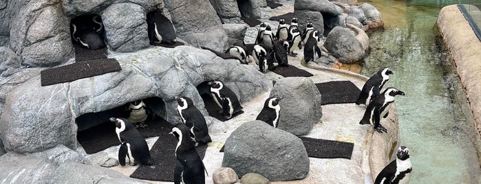 Penguin Island is one of New Jersey.