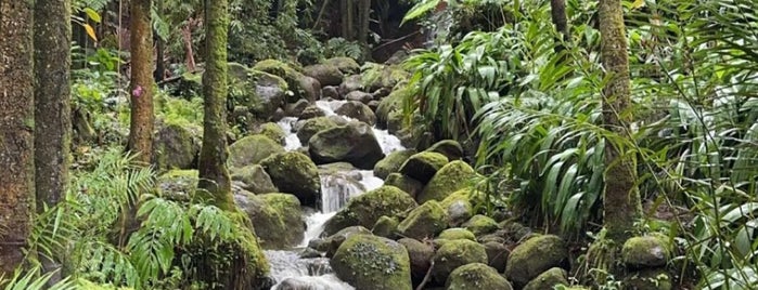Hawaii Tropical Botanical Garden is one of Paradise musts.