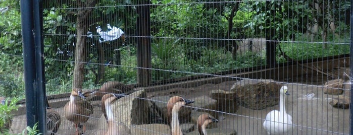 Inokashira Park Zoo is one of Tokyo.