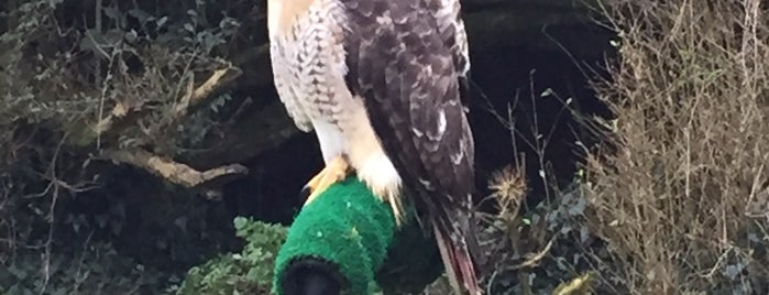 Dromoland School of Falconry is one of Lieux qui ont plu à Tyler.