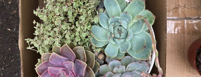 Venice Plants is one of Tobias'ın Beğendiği Mekanlar.