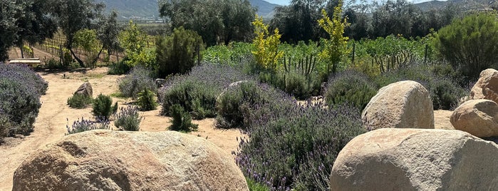 Fauna is one of Valle de Guadalupe.