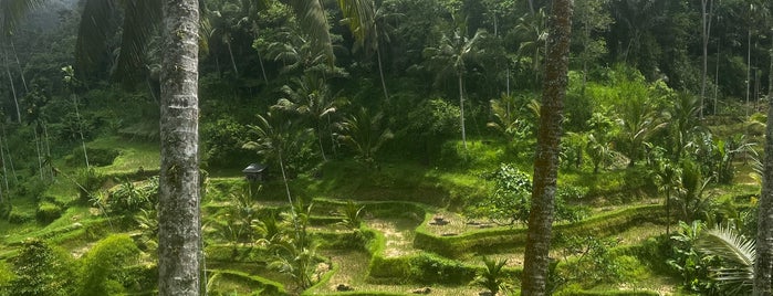 Tegalalang Rice Terrace is one of Bali.