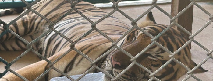 Tiger Park Pattaya is one of พัทยา, เกาะล้าน, บางเสร่, สัตหีบ, แสมสาร.