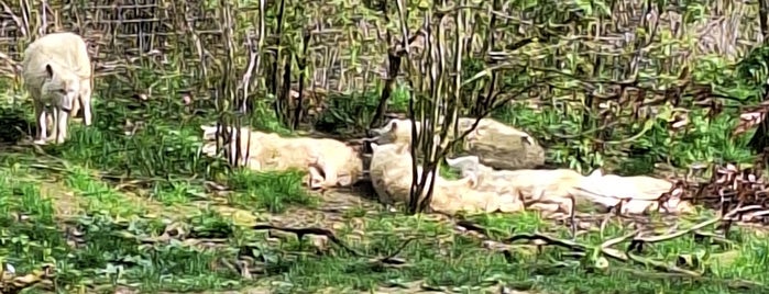 Zoo Osnabrück is one of Ausflüge in und um Münster herum.