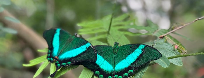 Butterfly Rainforest is one of Around Gainesville.