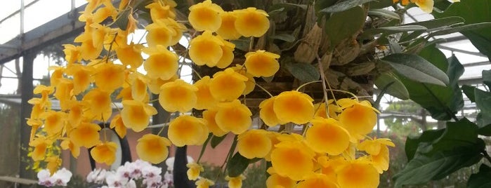 Soroa Orchids is one of Locais curtidos por Robin.