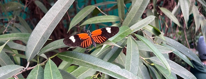 The Butterfly Place is one of Things to do/Ira.