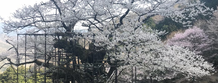 樽見の大桜 is one of abandoned places.