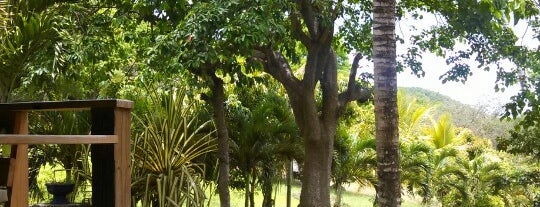 Tree Lounge is one of Sint Maarten.