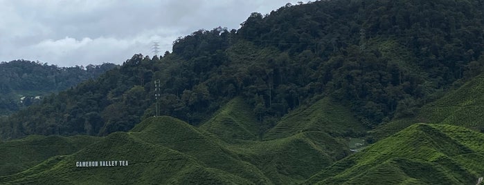 Cameron Highlands is one of KL.